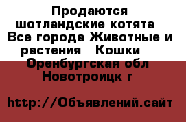 Продаются шотландские котята - Все города Животные и растения » Кошки   . Оренбургская обл.,Новотроицк г.